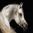 Dorgalese Pferd Huf cm 12,5 Gianni Satta
