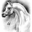 Messer Arabian Horse Augusto Curreli Ebenholz Grif
