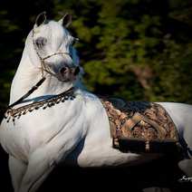 Arabian horse ebano Augusto Curreli