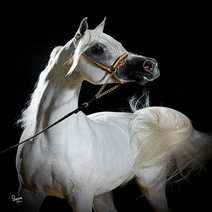 Knife Arabian Horse Augusto Curreli