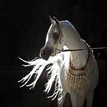 Arabian horse in ginepro