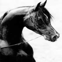 Knife Arabian Horse Augusto Curreli