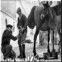 Dorgalese cm 12 Horse’S Hoof G.Satta