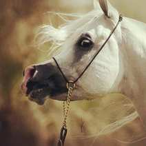 Arabian horse ebano Augusto Curreli